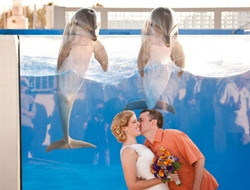 美夫妇拍结婚照遭海豚抢镜 海豚跃出水面恭喜他们