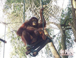 上海动物园副园长为动物园猩猩娶亲
