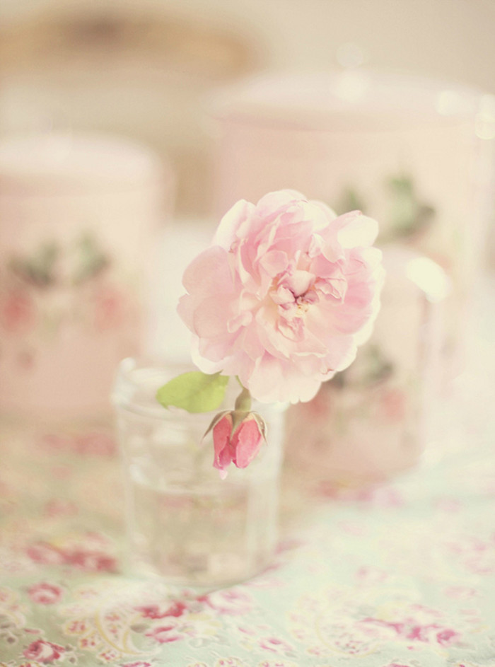 花朵 小清新 摄影