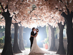 樱花树下唯美浪漫意境风清纯秀丽漂亮礼服婚纱摄影照片