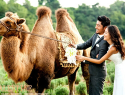 西域骆驼别样简约婚纱摄影照
