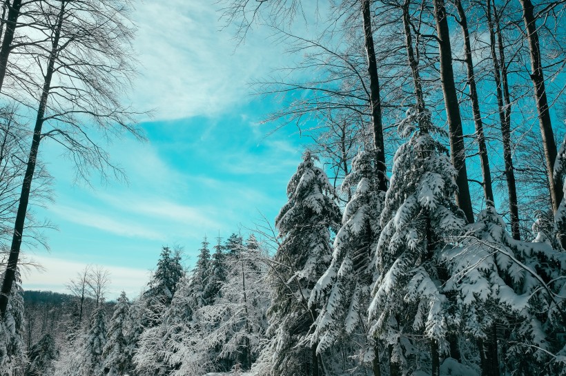 冬季白雪覆盖的森林图片(16张)