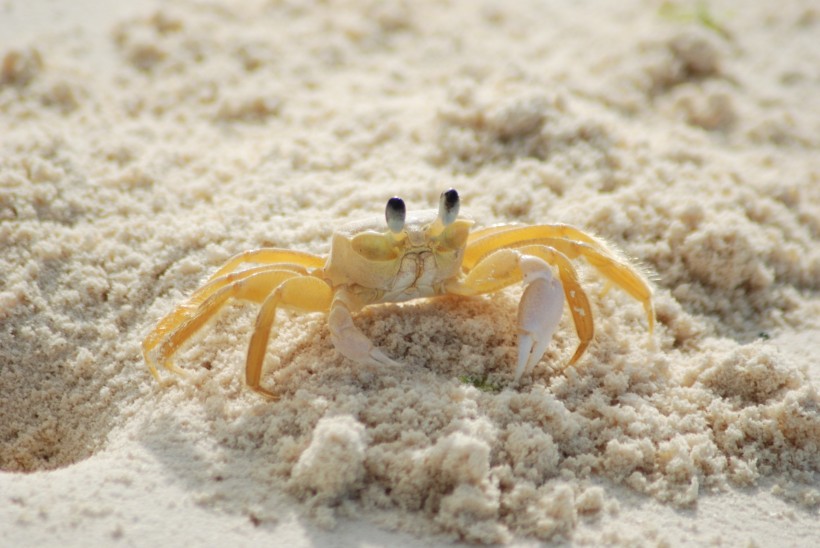 海边的螃蟹图片(11张)