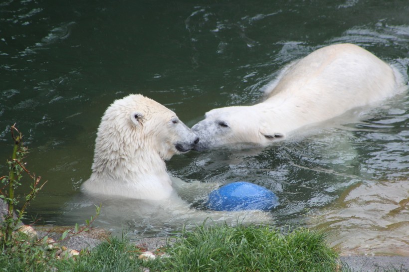 动物园中的北极熊图片(12张)