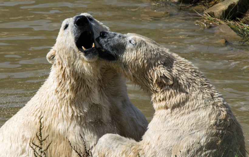 动物园中的北极熊图片(12张)