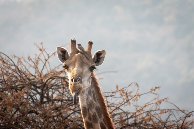 高大的野生长颈鹿图片(11张)