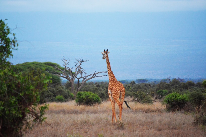 高大的野生长颈鹿图片(11张)