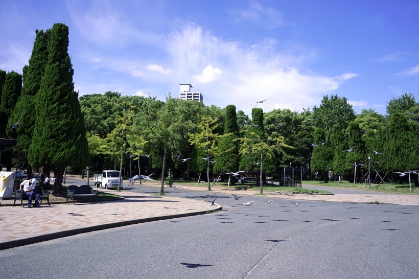 日本大阪城公园城市风景图片(9张)