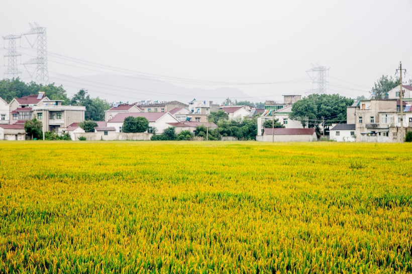 丰收的稻田图片(11张)