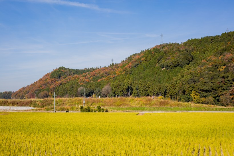 丰收的稻田图片(11张)