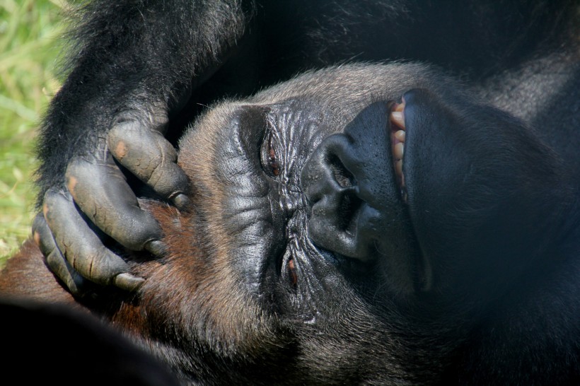 强壮的大猩猩图片(10张)