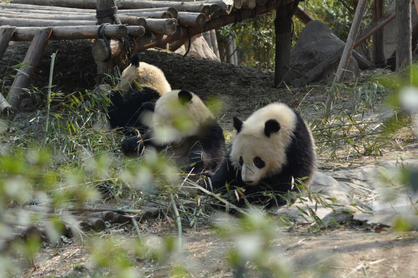 动物园里的国宝大熊猫图片(11张)