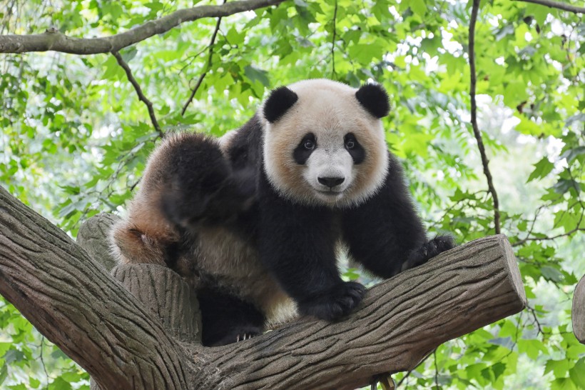 可爱呆萌的大熊猫图片(10张)