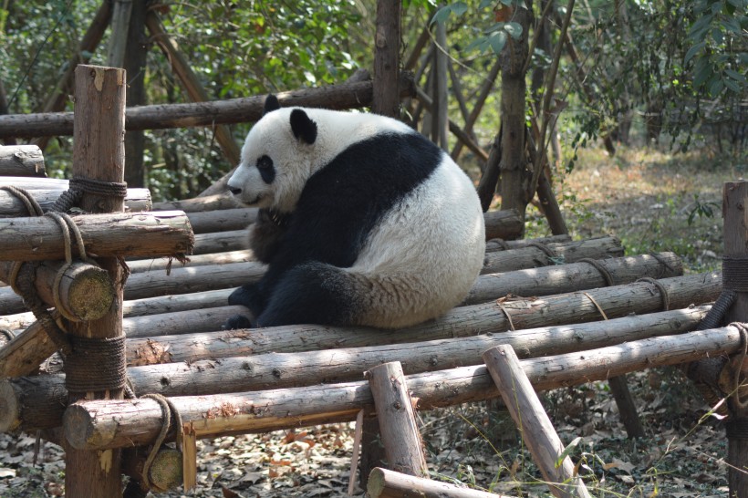 可爱呆萌的大熊猫图片(10张)