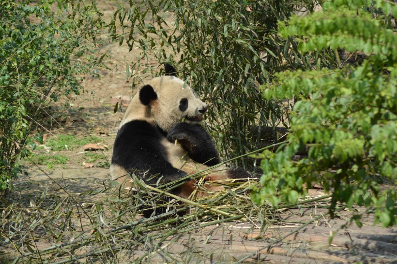 动物园里的国宝大熊猫图片(11张)