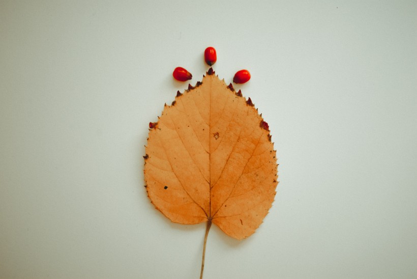 泛黄的树叶图片(11张)