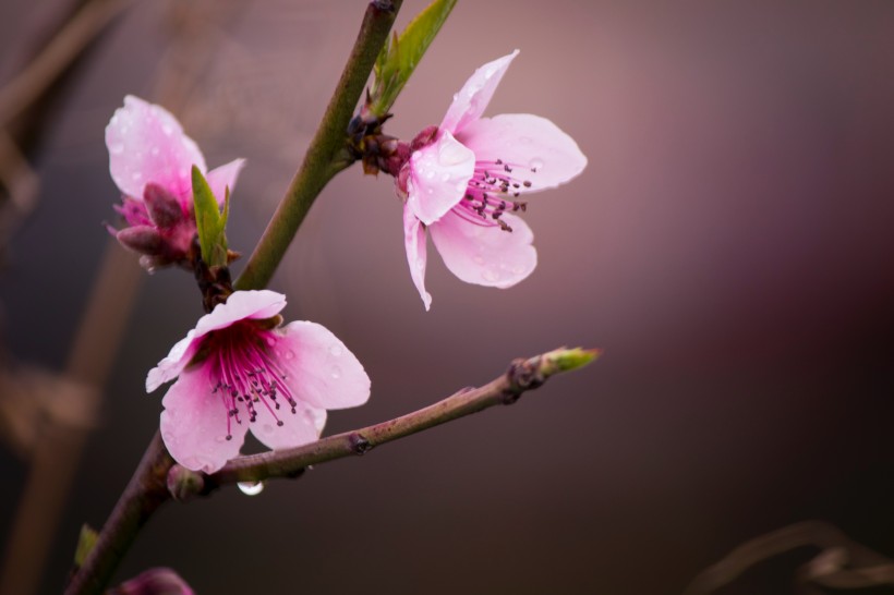 粉色的桃花图片(12张)