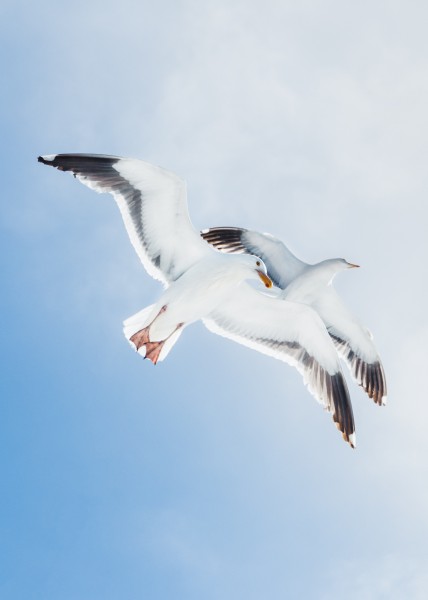 成群结队的海鸥图片(13张)