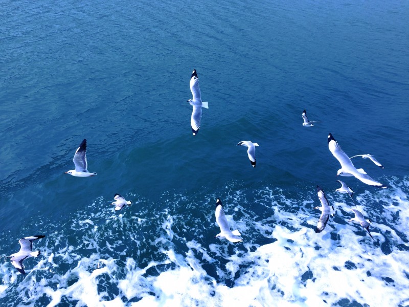 成群结队的海鸥图片(13张)