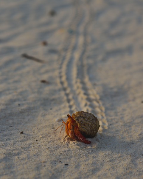 海滩上的寄居蟹图片(10张)