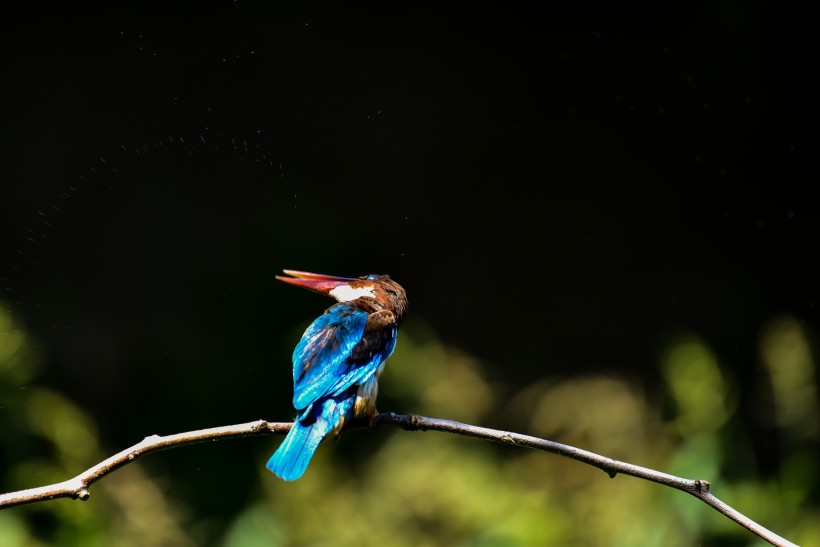蓝翡翠鸟类图片(8张)