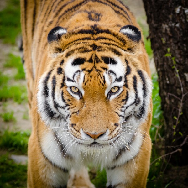 健壮的老虎图片(11张)