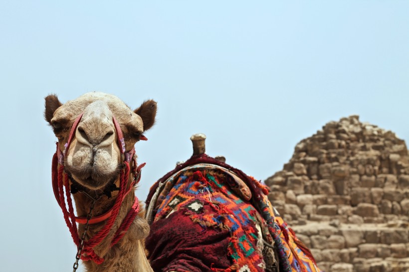 驮着人的骆驼图片(11张)