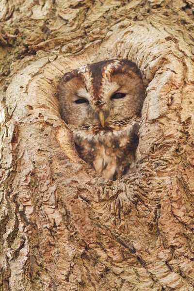 不同种类的猫头鹰图片(10张)