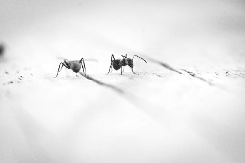 勤劳的蚂蚁图片(13张)