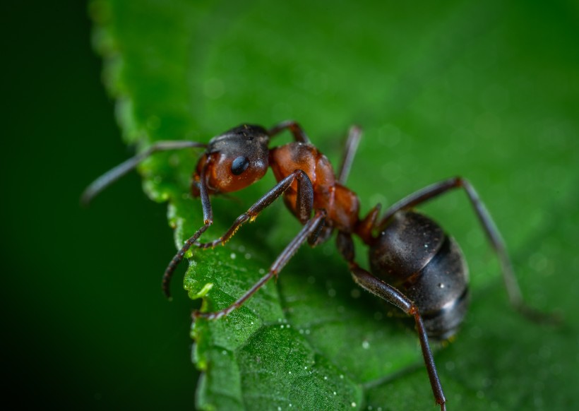 勤劳的蚂蚁图片(13张)