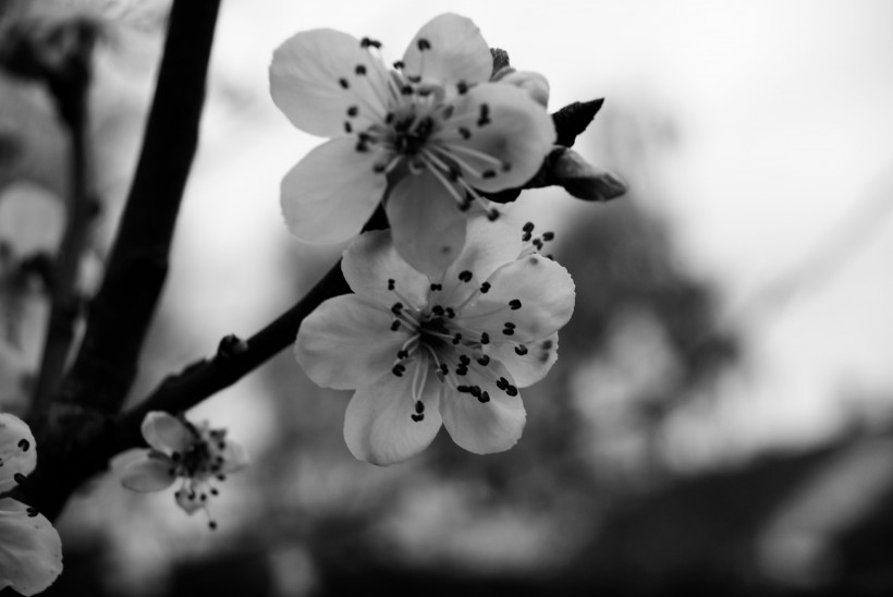美丽的白色梅花图片(12张)