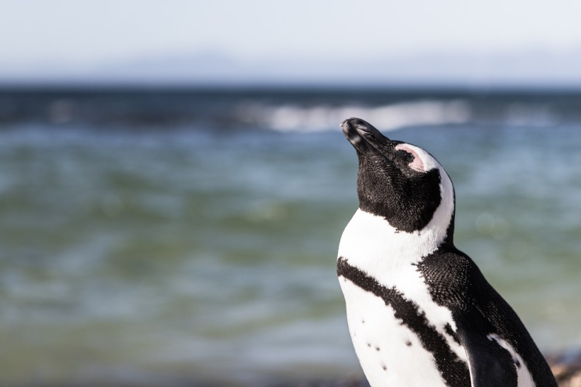 可爱呆萌的企鹅图片(11张)