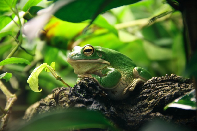 不同种类的青蛙图片(14张)