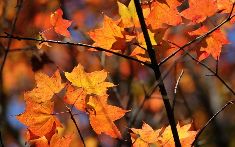 唯美而让人沉醉的秋季风景图片(10张)