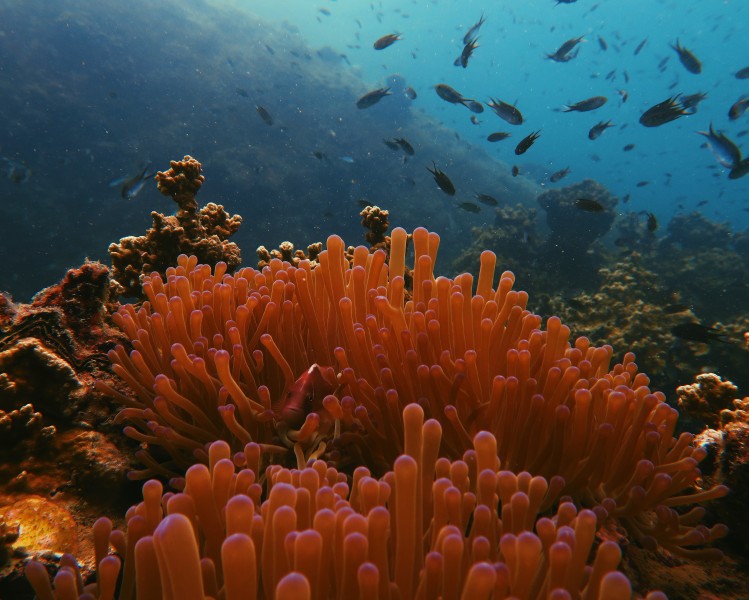 深海里的珊瑚和珊瑚礁图片(12张)