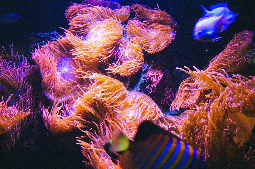 深海里的珊瑚和珊瑚礁图片(12张)