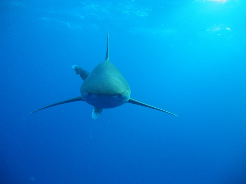 海洋中的鲨鱼图片(10张)