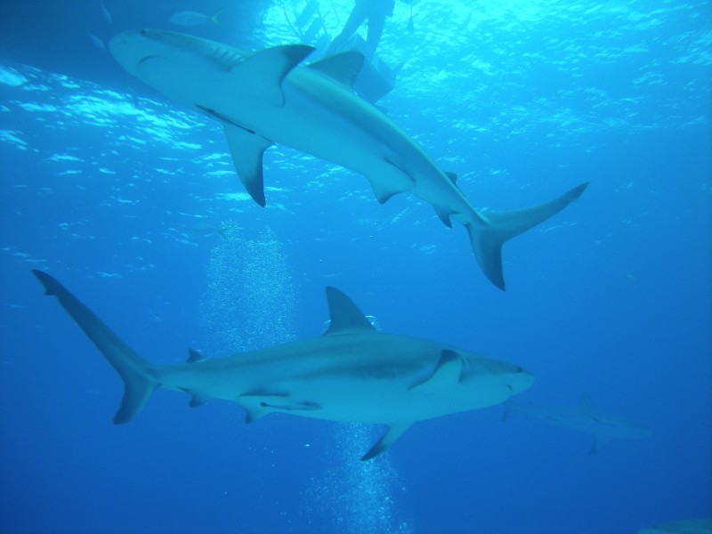 海洋中的鲨鱼图片(10张)