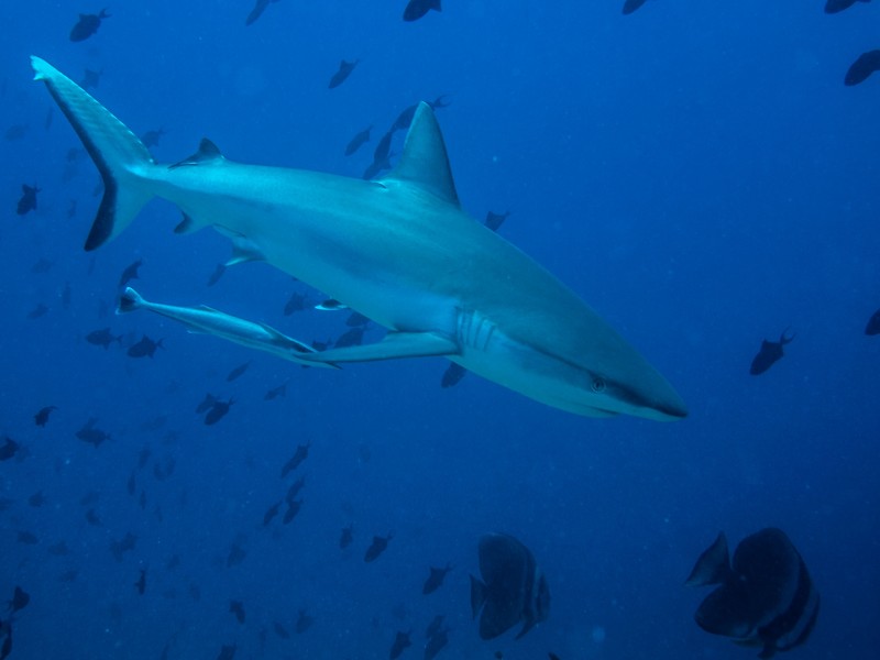 大海里的鲨鱼图片(10张)