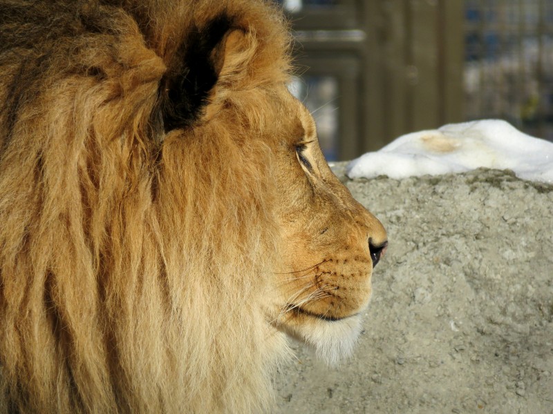 体格雄健的狮子图片(14张)