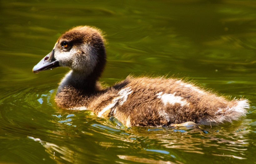 水里的鸭子图片(10张)