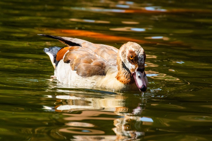 水里的鸭子图片(10张)