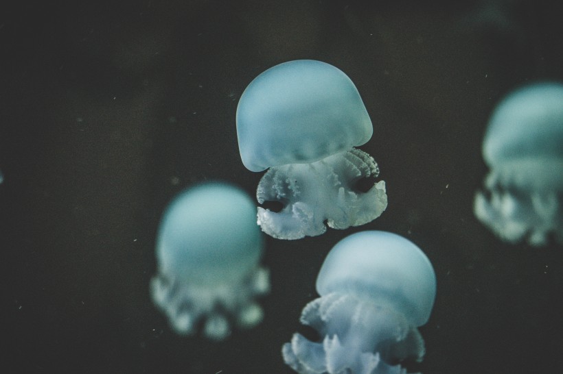 软绵绵的水母图片(11张)