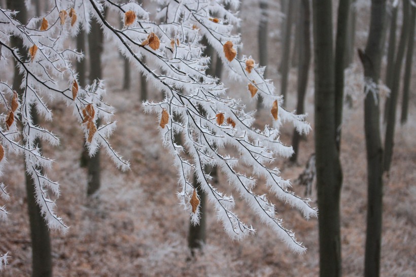 冬日树枝上的雾凇图片(11张)
