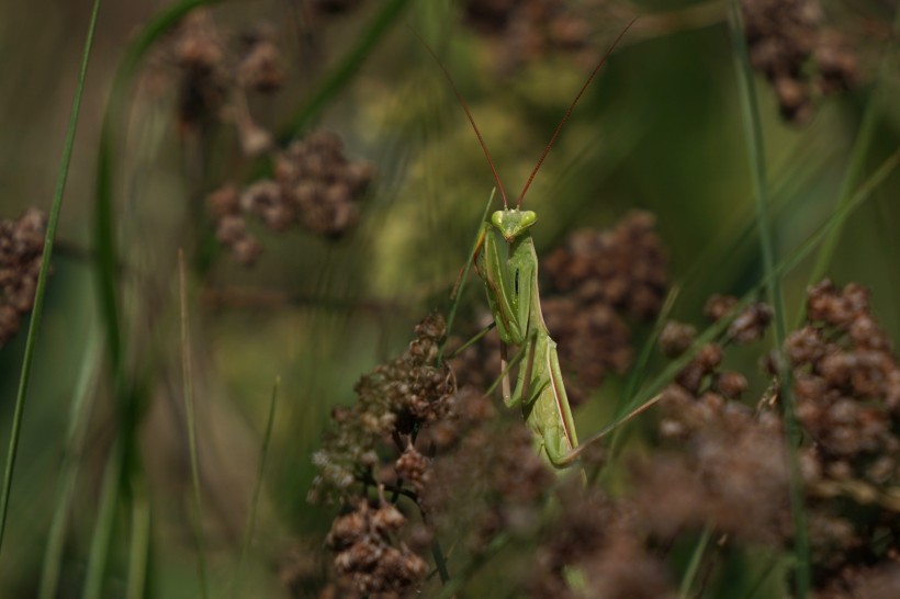 浑身绿色的螳螂图片(10张)