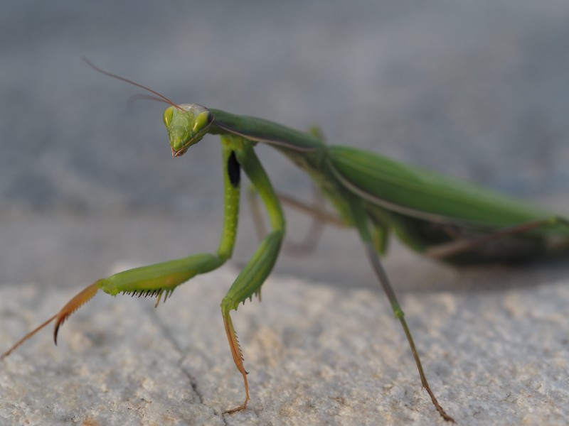 浑身绿色的螳螂图片(10张)