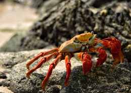 海边的螃蟹图片(11张)