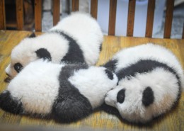 可爱呆萌的大熊猫图片(10张)