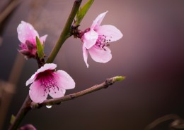 粉色的桃花图片(12张)