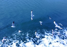 成群结队的海鸥图片(13张)